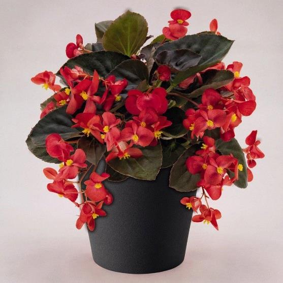 Begonia BIG rouge feuilles bronzes