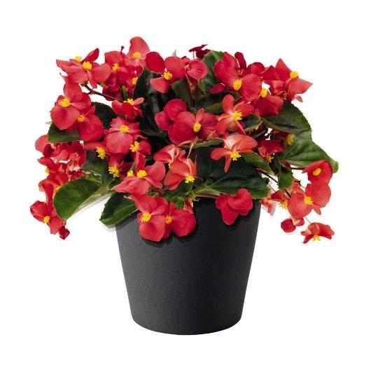Begonia BIG rouge feuilles vertes