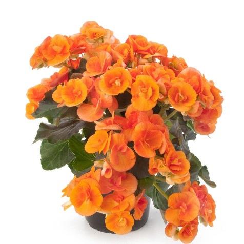 Begonia Reiger Batik (orange)