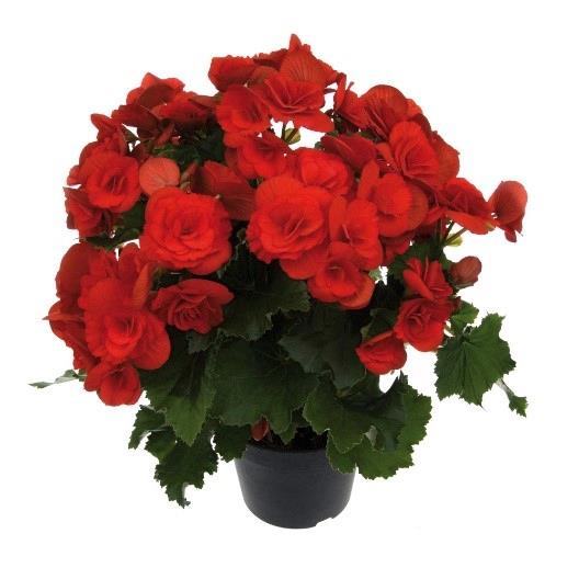 Begonia Reiger Barkos (rouge)