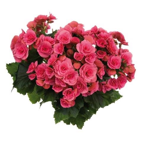 Begonia Reiger Berseba (pink)