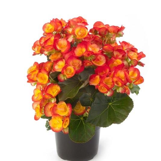 Begonia Reiger Carneval (bicolor rouge)