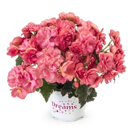 Begonia Reiger Chloé (rose corail)