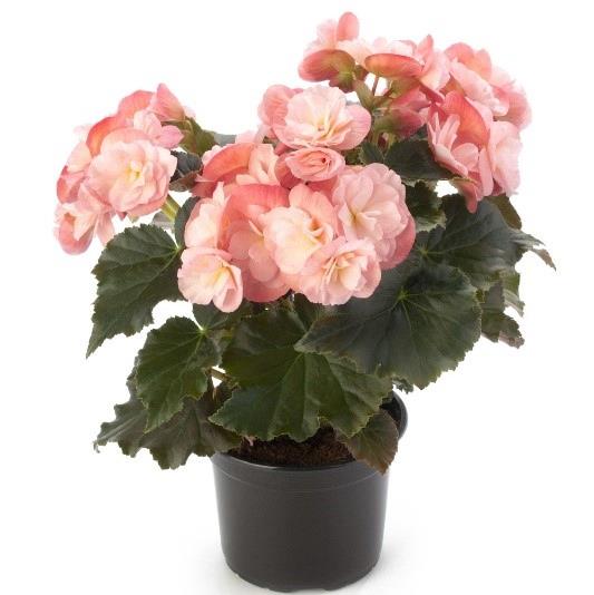 Begonia Reiger 'Dragone Champagne' (rose pâle)