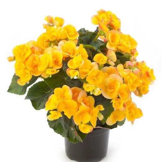 Begonia Reiger Eva (jaune bicolor)