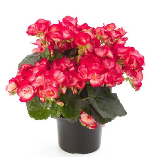 Begonia Reiger Peggy (bicolor pink)