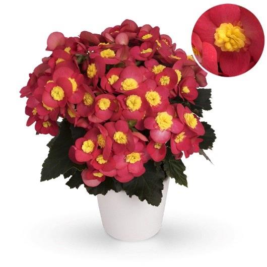 Begonia Reiger Valentino Pink