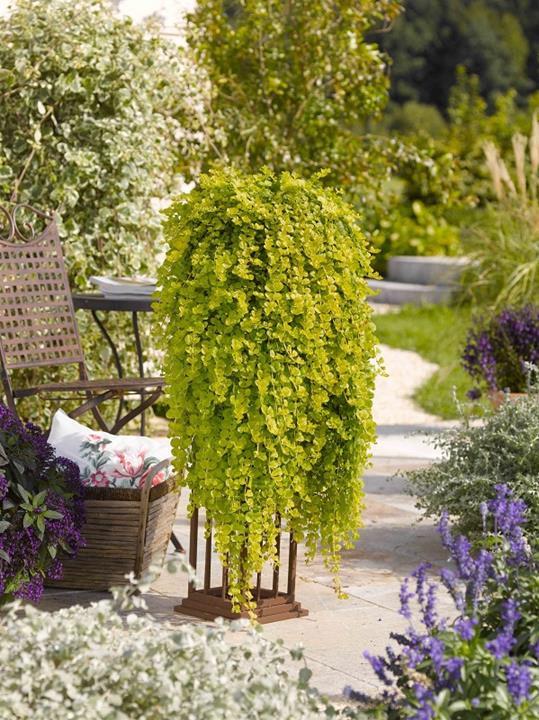 Lysimachia nummularia 'Goldilocks' (Creeping Jenny)