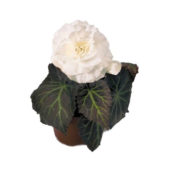 Begonia tubereux Nonstop® mocca blanc