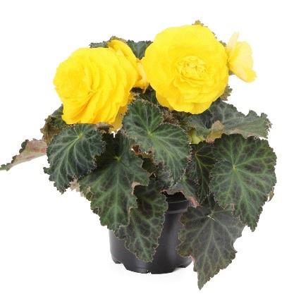 Begonia tubereux Nonstop® jaune