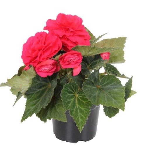 Begonia tubereux Nonstop® rose profond