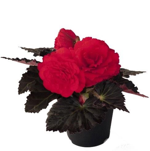 Begonia tubereux Nonstop® mocca cherry