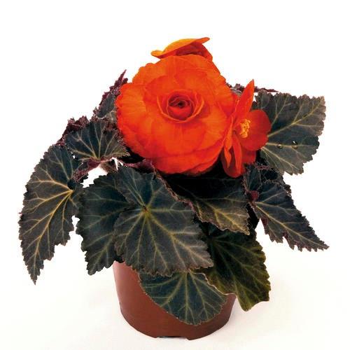 Begonia tubereux Nonstop® mocca orange brillant