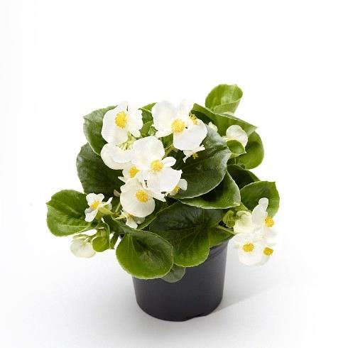 Begonia Tophat™ Blanc
