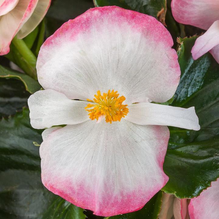 Begonia Tophat™ Rose Bicolor
