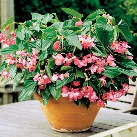 Begonia Dragon Wing® Rose