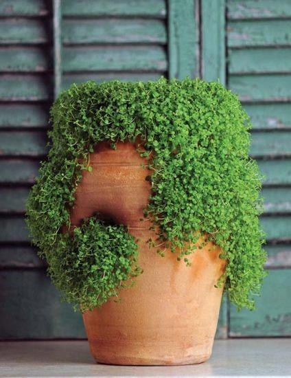 Mini Mint ornamentale (Mentha requienii)