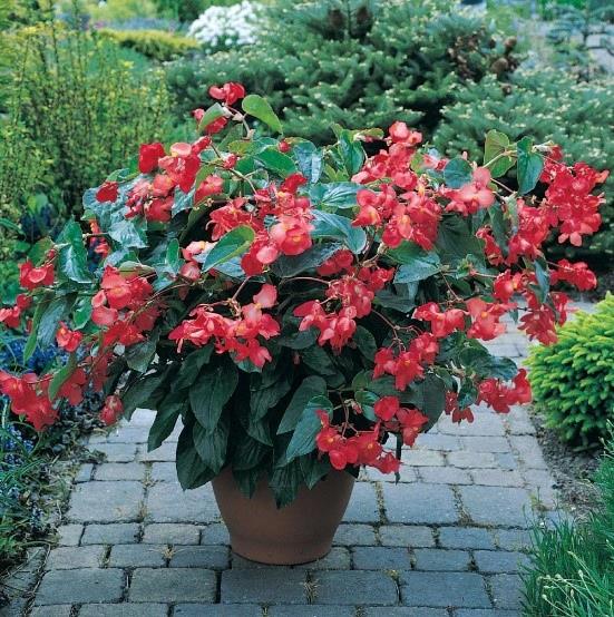 Begonia Dragon Wing® Red
