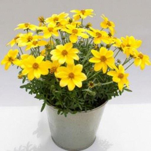 Bidens Namid™ Compact Yellow