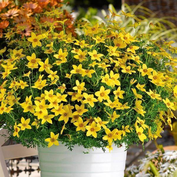 Bidens Namid™ Early Yellow