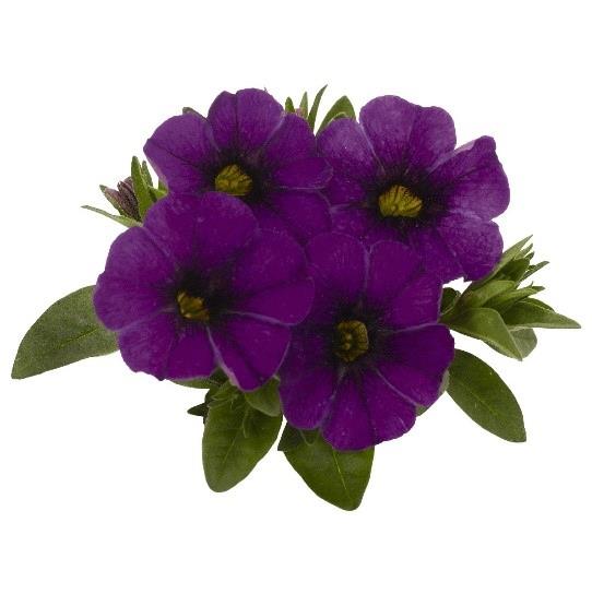 Calibrachoa Aloha Kona True Blue