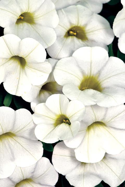 Calibrachoa Callie® White