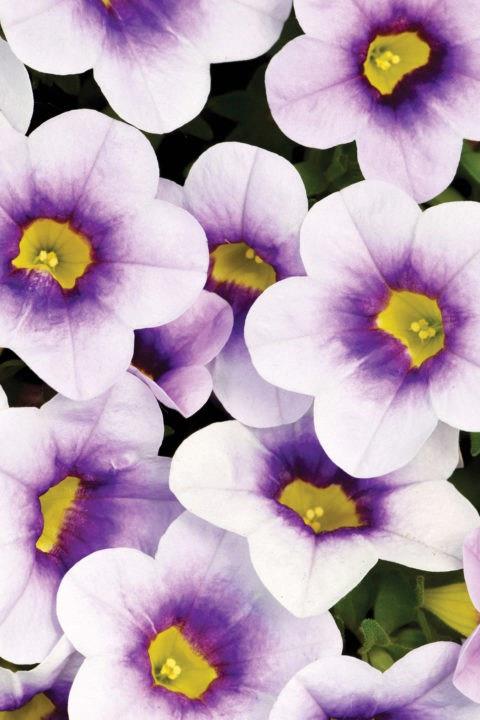 Calibrachoa Calitastic® Ice Blue (bicolore bleu)