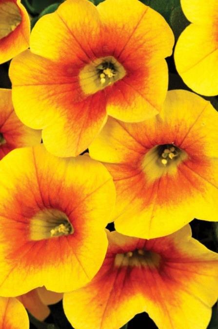 Calibrachoa Calitastic® Mango