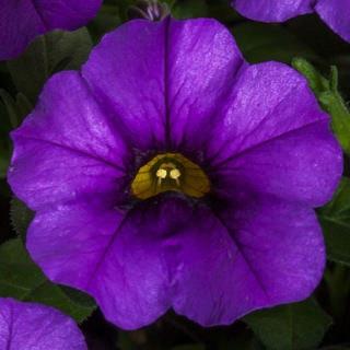 Calibrachoa Callie® Blue