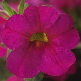 Calibrachoa Callie® Rose