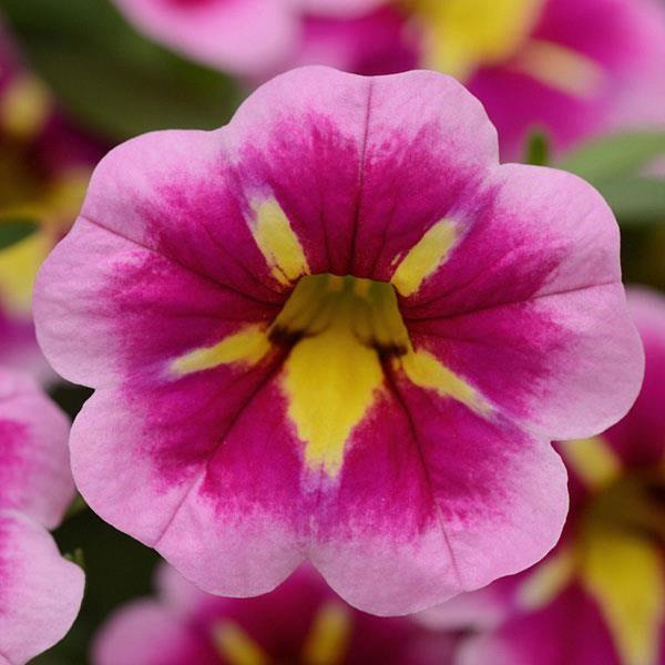 Calibrachoa Can-Can® Bumble Bee Pink
