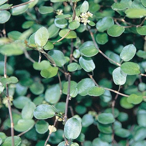 Muehlenbeckia complexia Big Leaf (creeping wire vine)