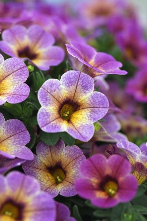 Calibrachoa Chameleon® Blueberry scone (blueberry)