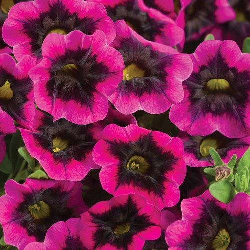 Calibrachoa Superbells® Blackcurrant Punch