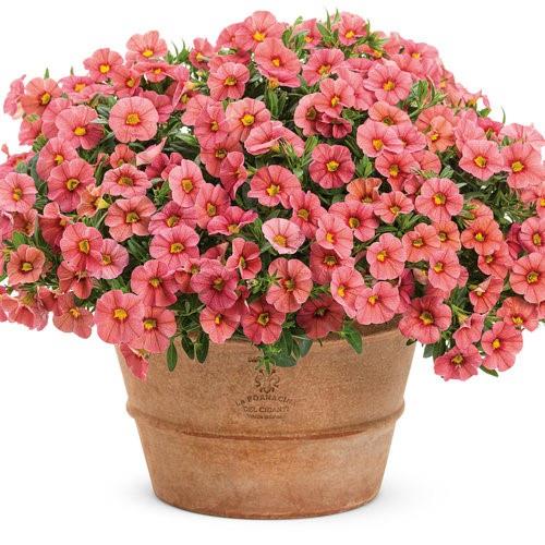 Calibrachoa Superbells® Coralina