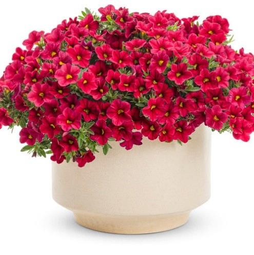 Calibrachoa Superbells® Red
