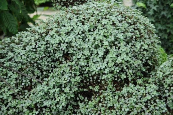 Pilea glauca 'Aquamarine'