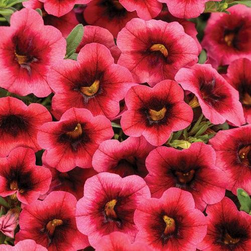 Calibrachoa Superbells® Watermelon Punch
