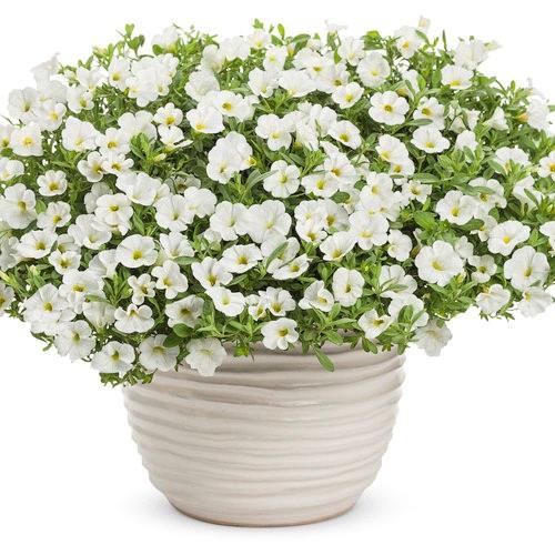Calibrachoa Superbells® White