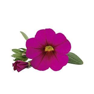 Calibrachoa Unique Dark Pink