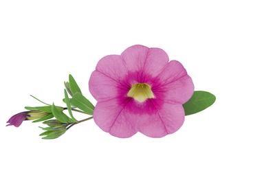 Calibrachoa Unique Hot Pink