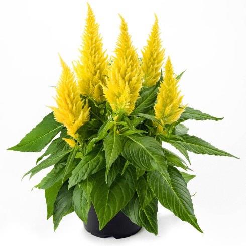 Celosia Kelos® Fire Yellow