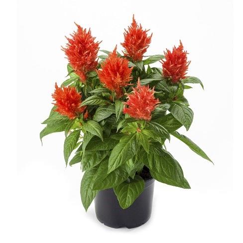 Celosia Kelos® Fire Orange