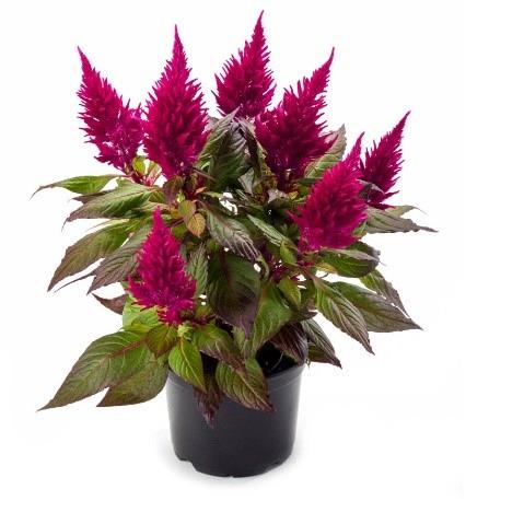 Celosia Kelos® Fire Scarlett