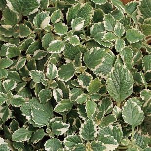 Plectranthus coleoides Variegata (swedish ivy)