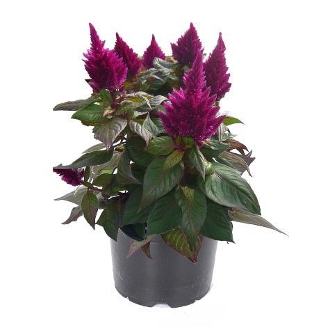 Celosia Kelos® Fire Purple