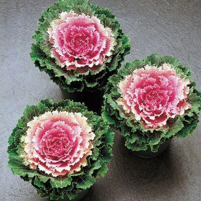 Chou décoratif (brassica oleracea, groupe acephala) song bird pink