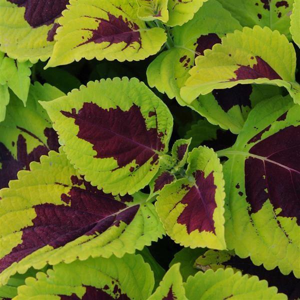 Coleus Kong® Lime Sprite Premium shade (solenostemon scutellarioides)