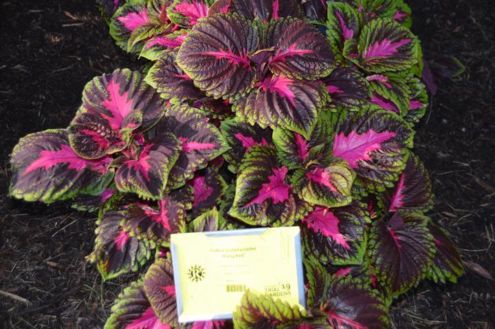 Coleus Kong® Red Premium shade (solenostemon scutellarioides)