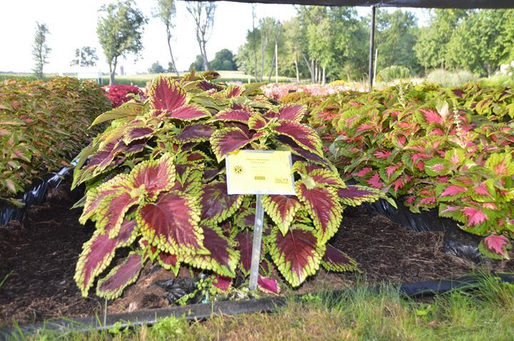 Coleus Kong® Scarlet Premium shade (solenostemon scutellarioides)
